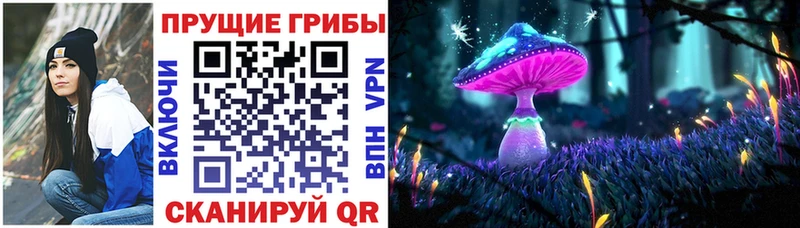 Галлюциногенные грибы Psilocybe Купить Никольское
